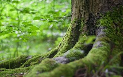 Bilan de compétences : mes 3 outils pour vous révéler